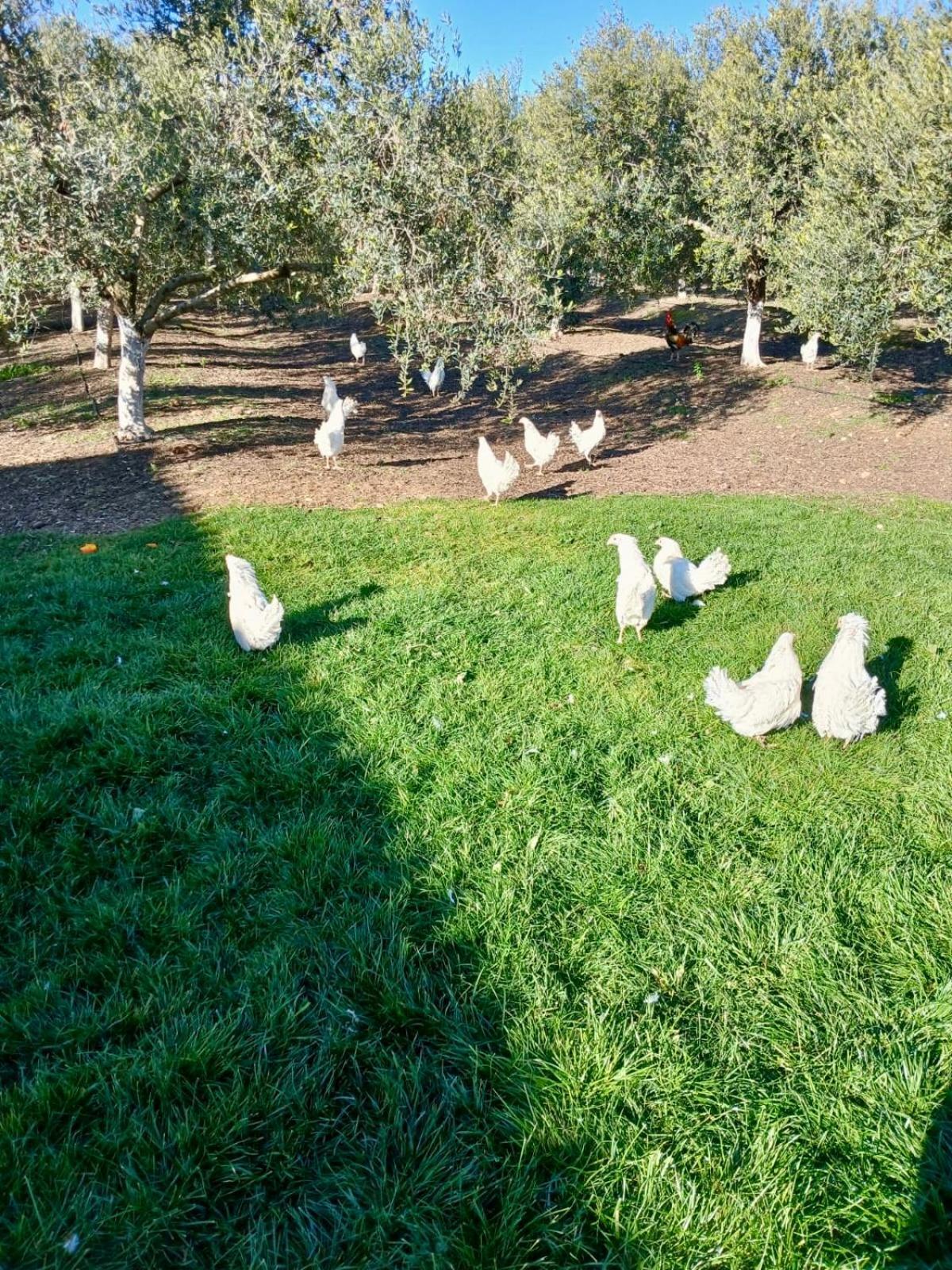 Cañada del RabadánLa Casa Del Flamenco别墅 外观 照片